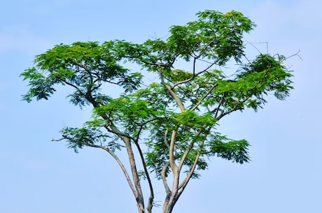 克拉恋人剧情介绍-破案高峰期又来临